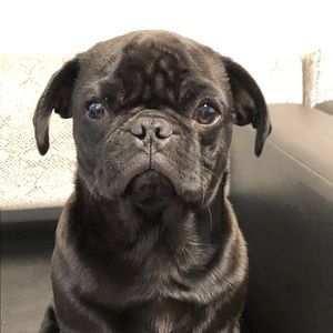 Meet your Posher, Laurie